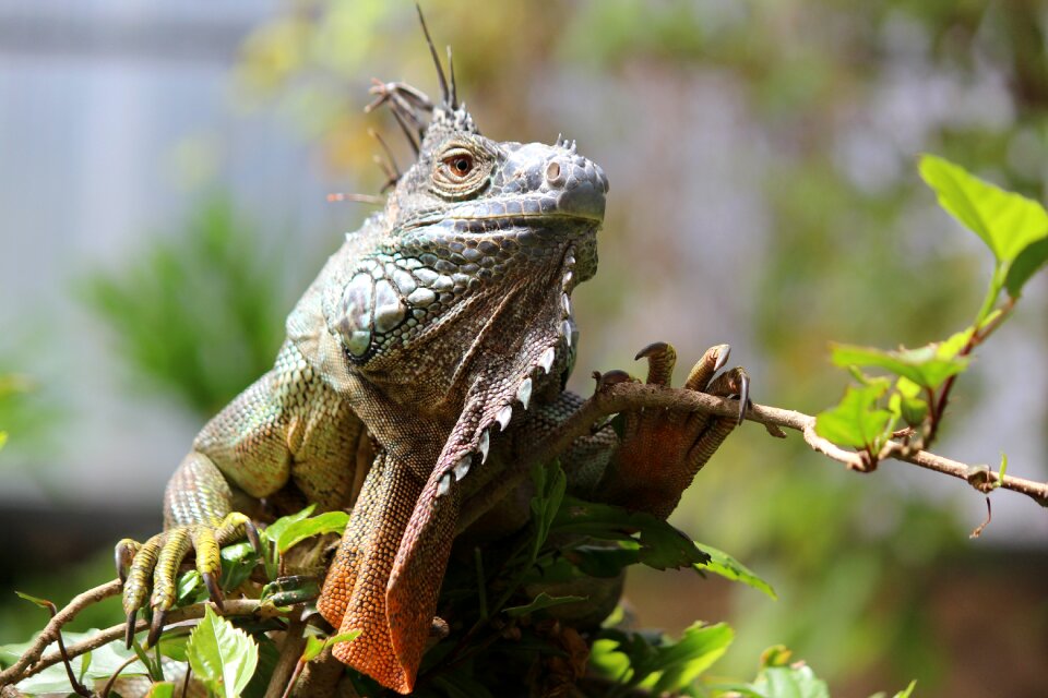 Animal wildlife prehistoric