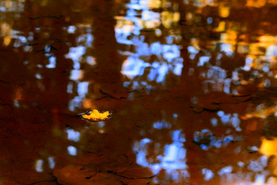 Lonely Leaf