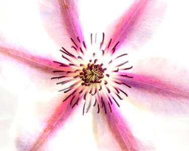 Close pink white