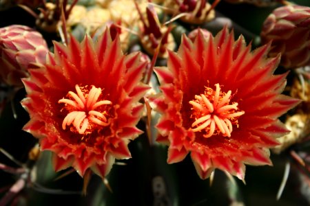 Cactus Barrel Pair