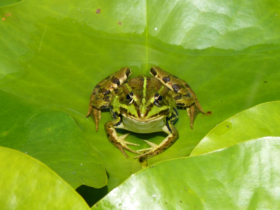 Water pond green photo