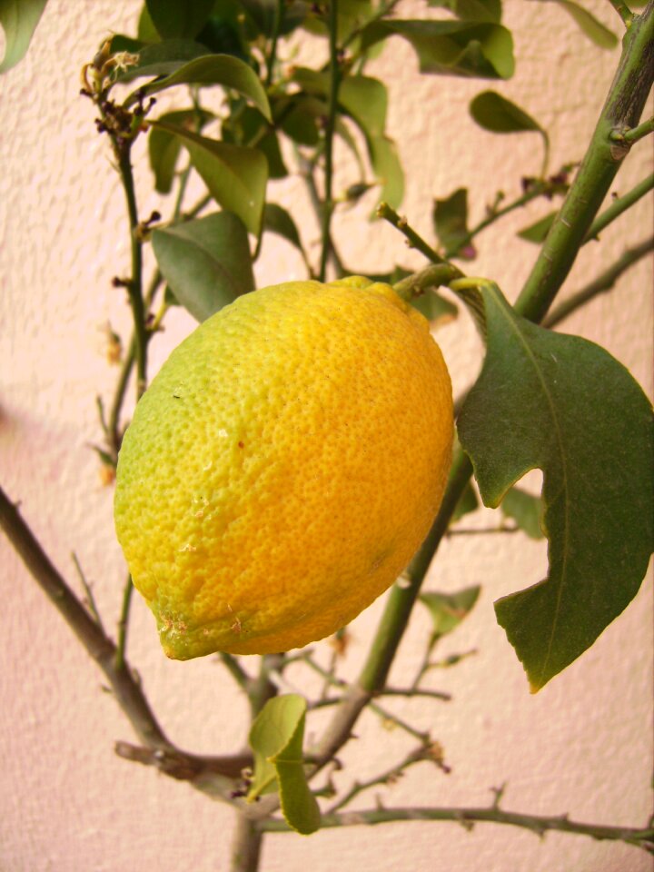 Citrus food plant