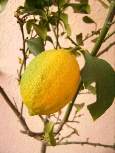 Citrus food plant photo