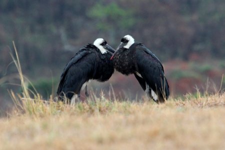 Ciconia episcopus 1