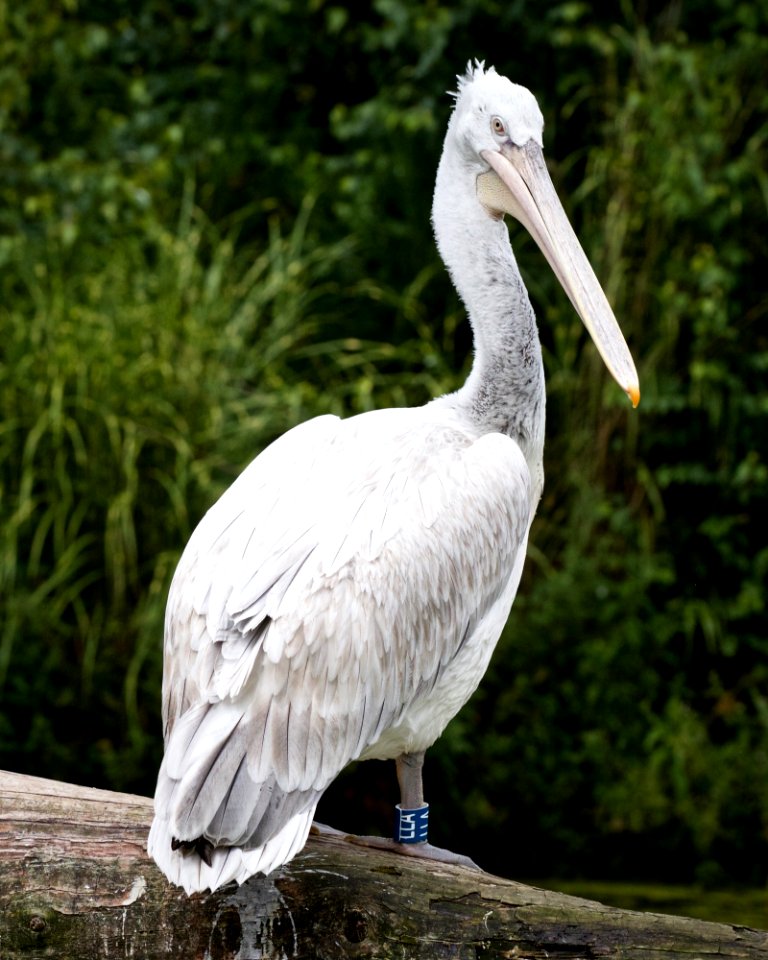 DalmationPelican01