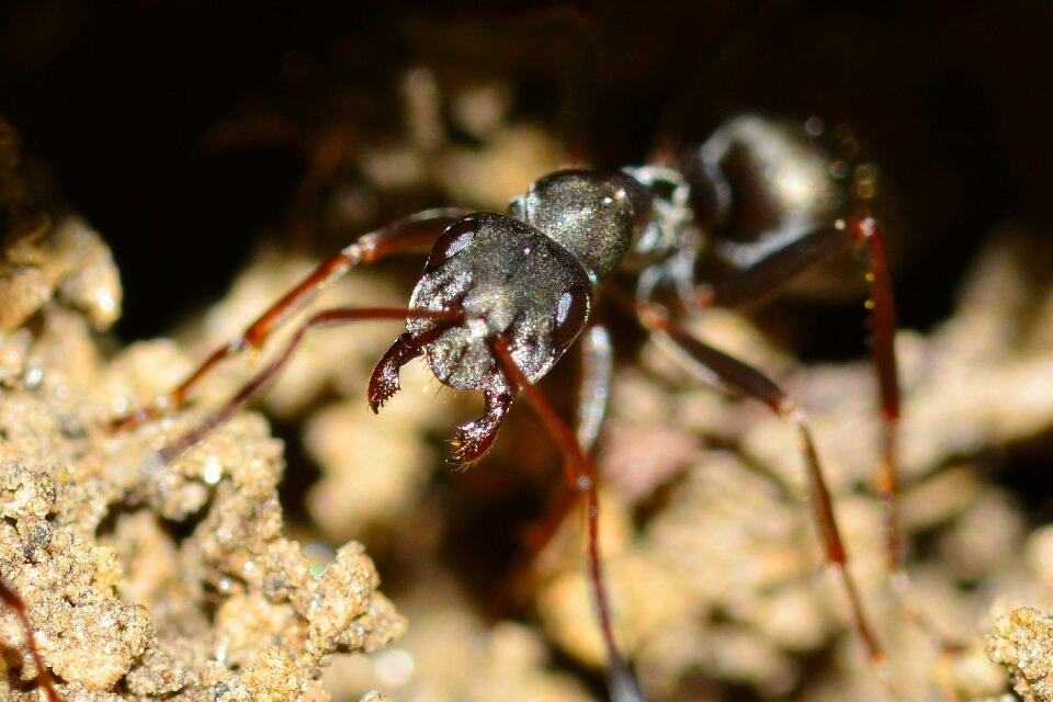 Cunicularia macro ant
