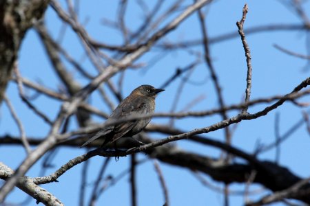 Rusty Blackbird