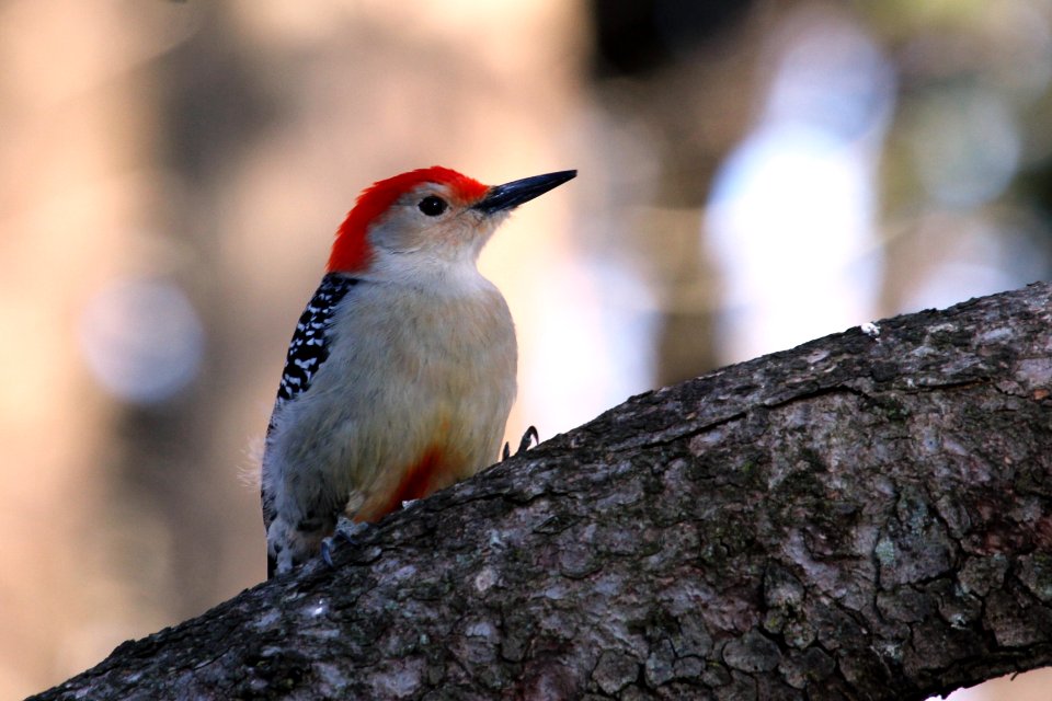 Red-bellied Woodpecker at Grant Park