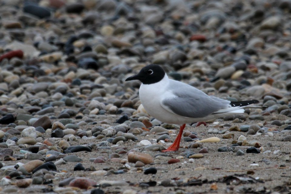 Bonaparte's Gull