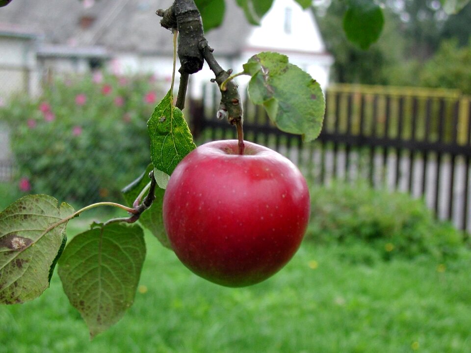 Ripe agriculture red