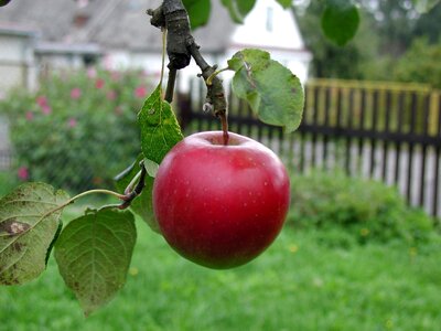 Ripe agriculture red photo