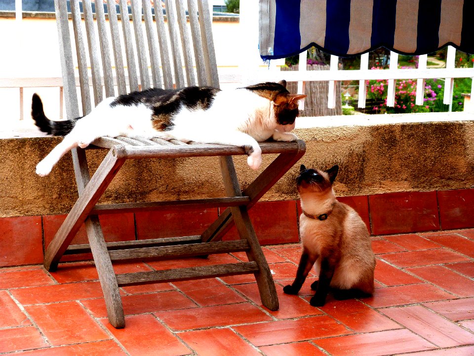 The furkids playfighting outside