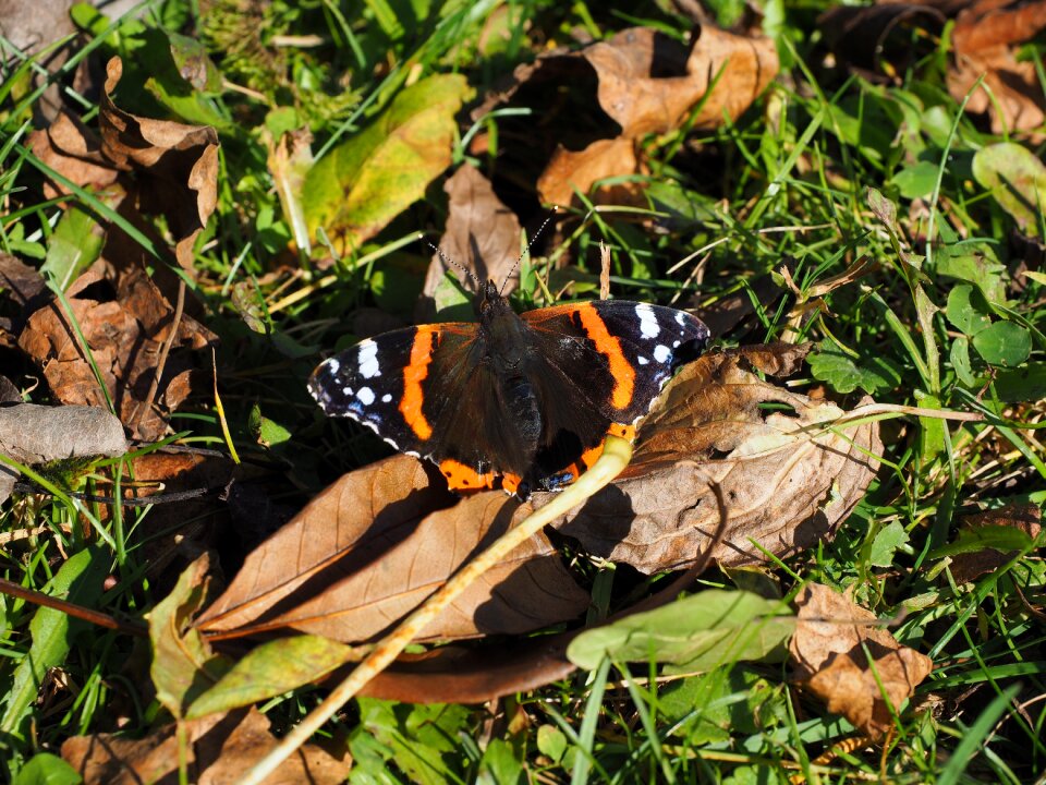 Pyrameis atalanta edelfalter nymphalidae
