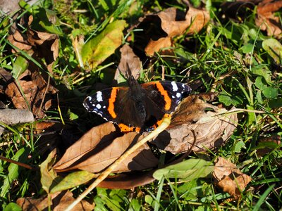Pyrameis atalanta edelfalter nymphalidae