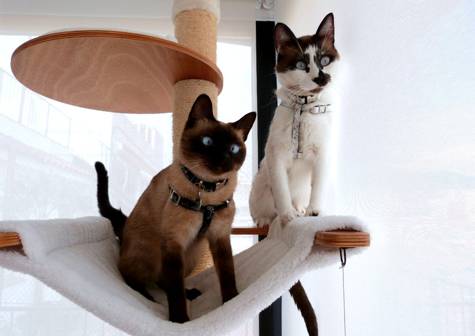 Fancy boys ready for a walk