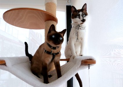 Fancy boys ready for a walk