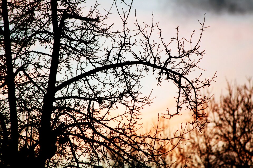 Dry winter sun nature