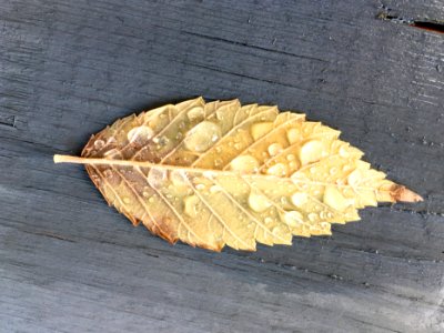 Leaf Wet photo