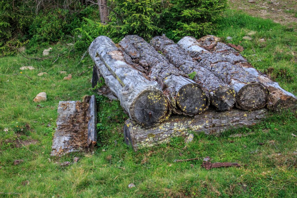 Tree trunks strains tribe