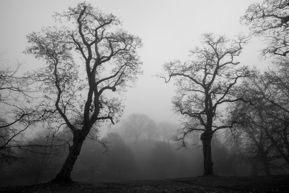 Foggy Greenwich Park