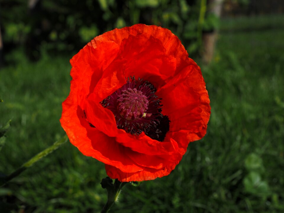 Bloom flower klatschmohn