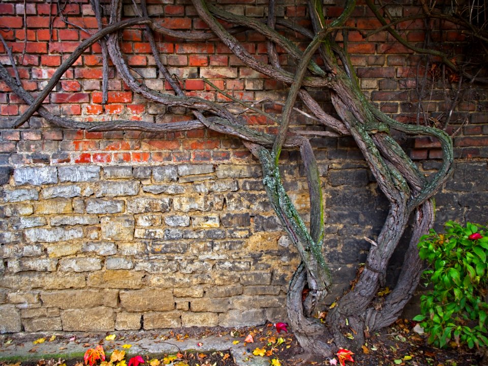 Wall and Grapevine