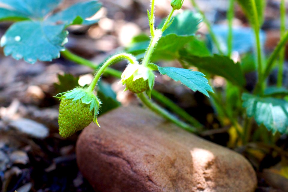 2009/365/215 First Strawberry Spotted in Strawberry