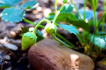2009/365/215 First Strawberry Spotted in Strawberry