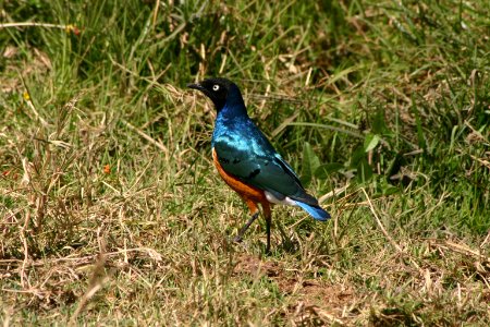Lamprotornis superbus 1