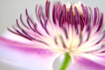 Close pink white