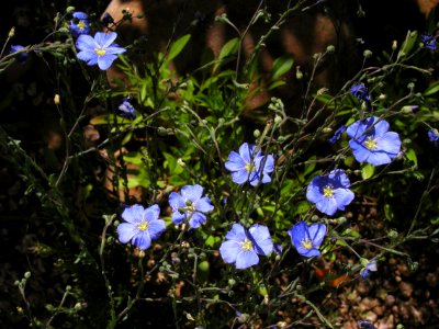 The Mystery Blue flower