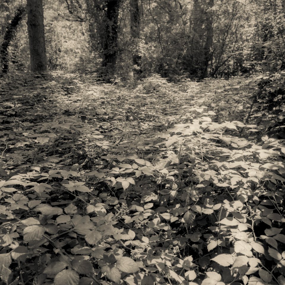 Oxleas Wood