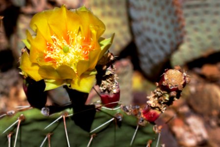 Prickly Pear Cactus Flower photo