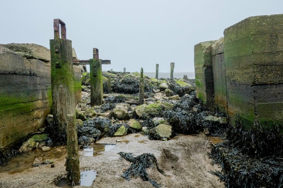 Fucus spiralis, Cliffe