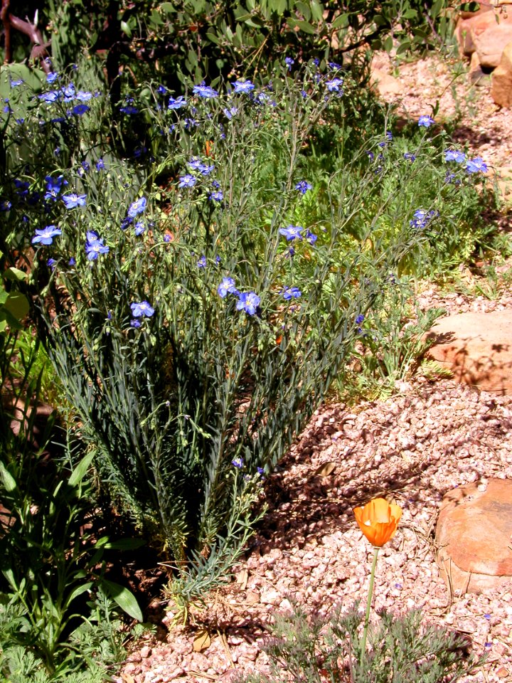 More on the Unknown Plant