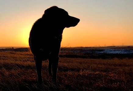 2020/366/79 Total Canine Eclipse