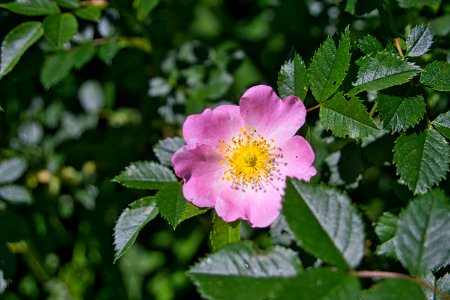 Canon FD 35-105mm 3f5 Makro an Sony A6000 wildrose