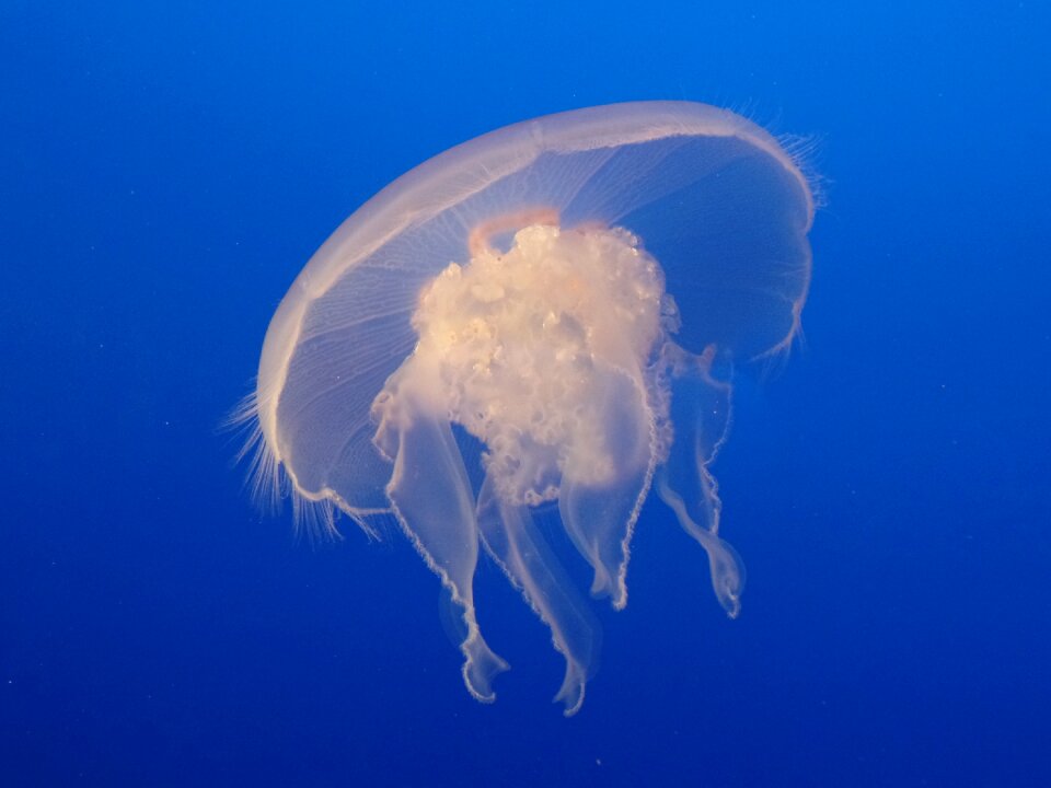 Underwater wildlife marine