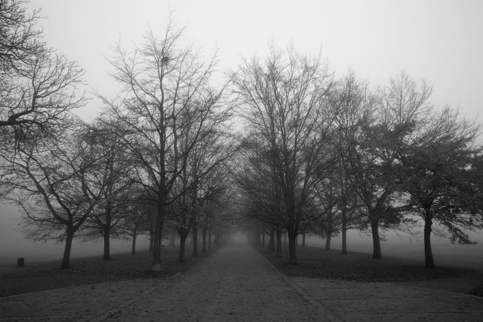 Foggy Greenwich Park