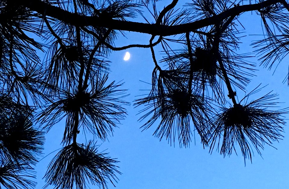 Moon Over Pine, Pine Under Moon