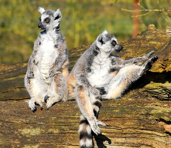 Lemur catta prosimians animal