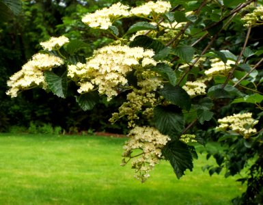 Viburnum Flowers photo