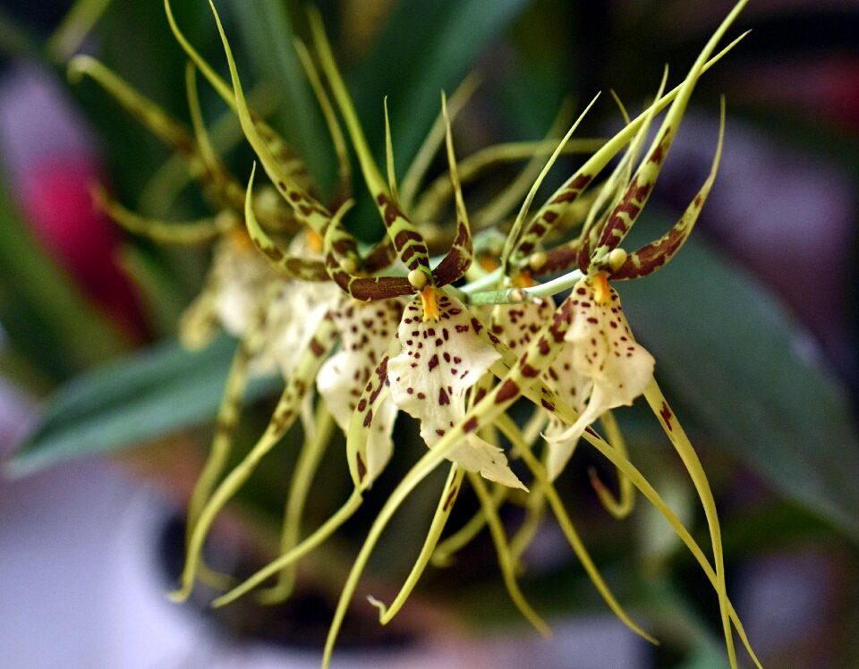 Brassia plant garden
