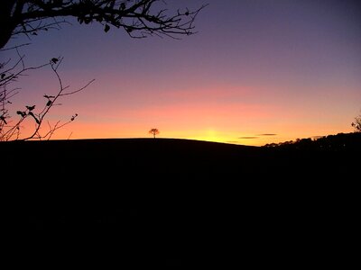 West midlands tree alone photo