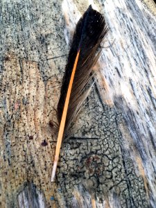 2018/365/228 Fine Feather