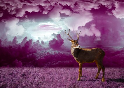 Deer xmas holiday