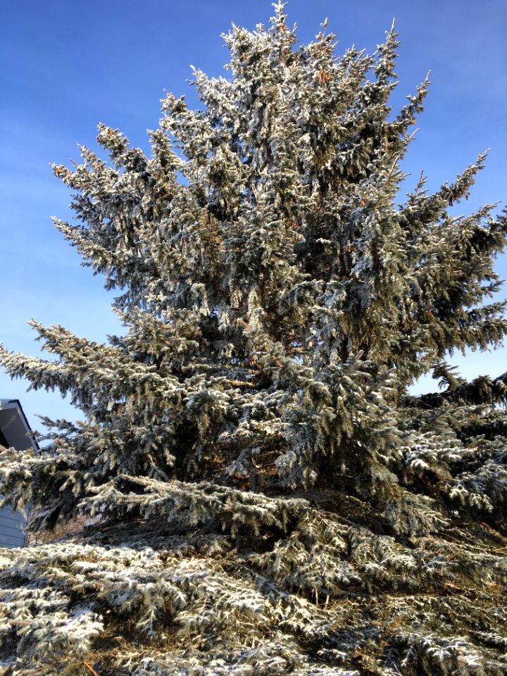 Our Colossal Pine