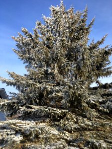 Our Colossal Pine