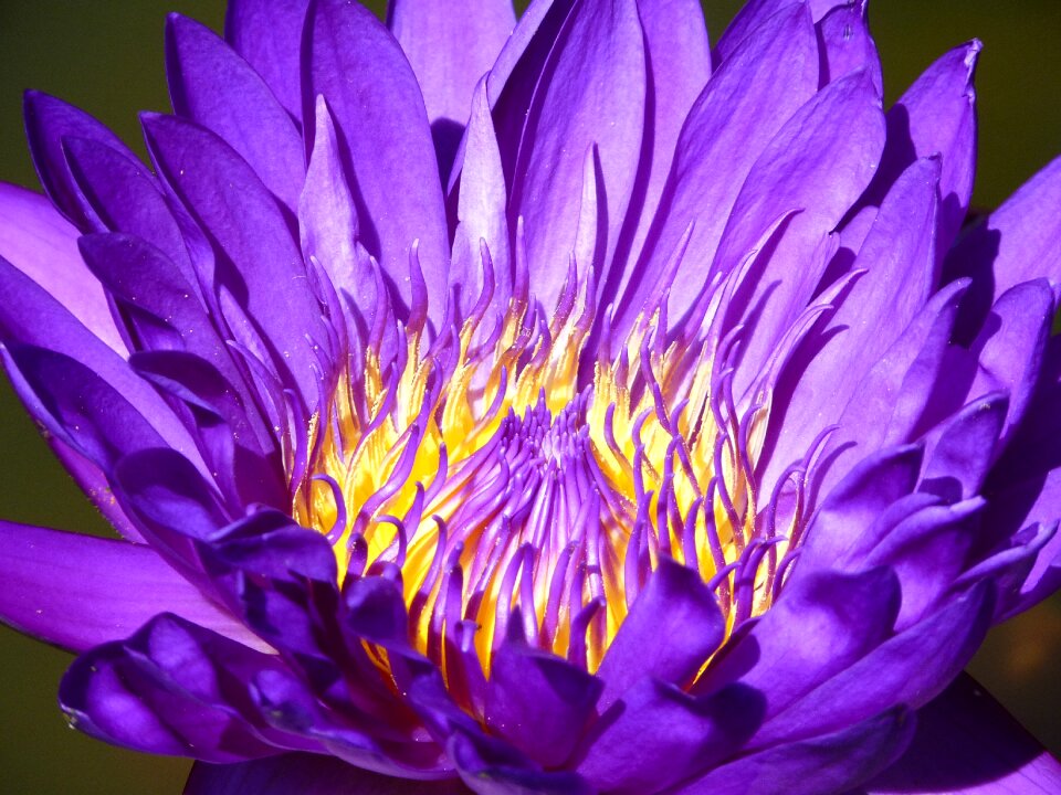 Plant water purple