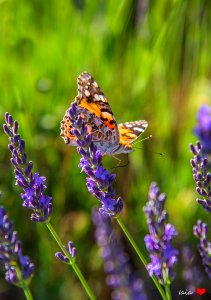 Cynthia al profumo di lavanda